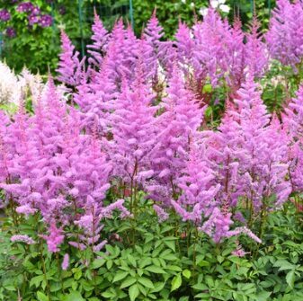 Astilbe 'Heart and Soul'  (pieejams no jūnija)